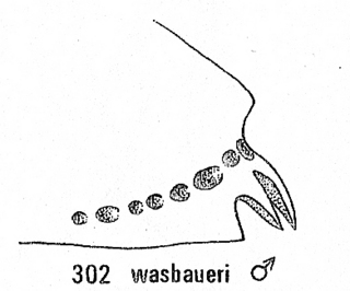 Chrysis wasbaueri, tail side