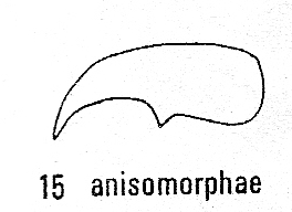 Adelphe anisomorphae, claw