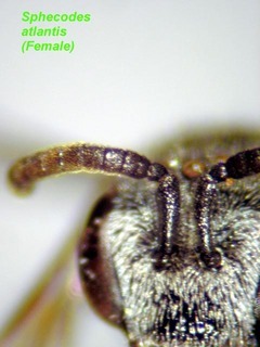 Sphecodes atlantis, female, ant