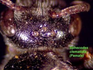 Sphecodes clematidis, female, vertex