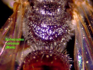 Sphecodes coronus, male, propodeum2