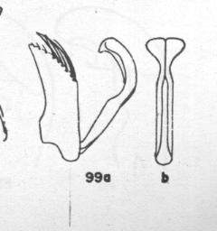 Ammophila mimica, gonoforceps and penis valve