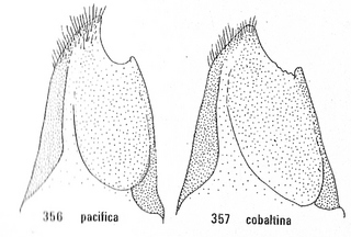 Chrysura cobaltina, male paramere