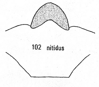 Elampus nitidus, T3