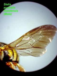 Stelis australis floridensis male wing
