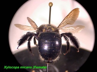 Xylocopa micans female abdtop2