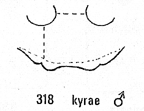 Chrysura kyrae, antennoclypeal area
