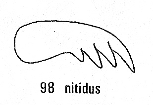 Elampus nitidus, claw