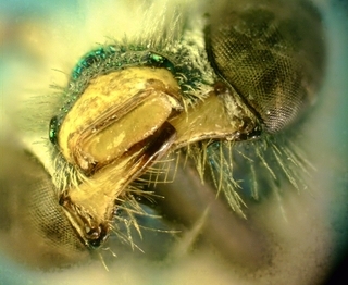 Agapostemon virescens, Male, mandibles
