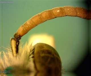 Agapostemon virescens, male, antennal scape
