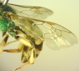 Agapostemon virescens, male, hind femur-side view forewing