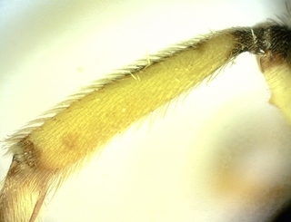 Agapostemon virescens, male, hind inside tibia
