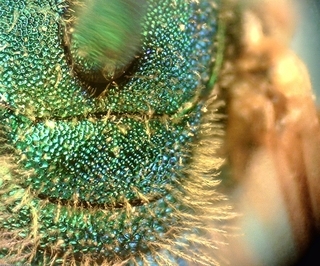 Agapostemon virescens, male dorsal thorax