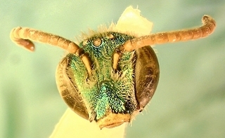 Agapostemon virescens, male face