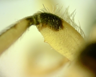 Agapostemon virescens, male inside aspect hind femur