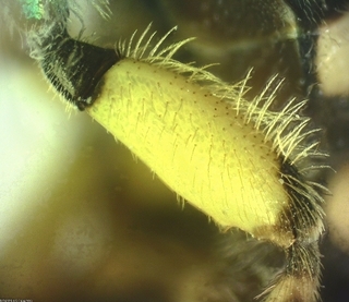 Agapostemon virescens, male inside proximal hind femur