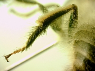 Anthophora plumipes, Male, hind leg hairs