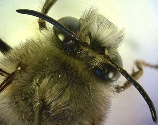 Anthophora plumipes, Male dorsal head thorax