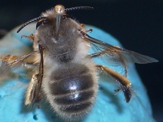 Anthophora plumipes, Male dorsal view