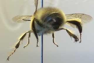 Anthophora plumipes, Male posterior view