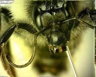 Bombus fervidus, Male antenna face hair