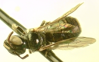Ceratina cockerelli, Female, dorsal whole body