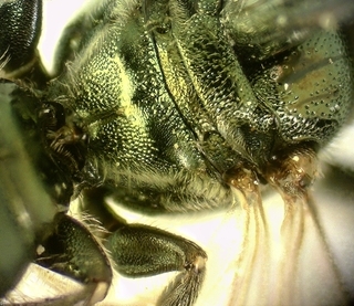 Ceratina strenua, female, dorsal thorax