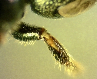 Ceratina strenua, female, foretibia maculation