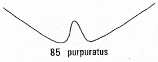 Pseudomalus purpuratus, T3