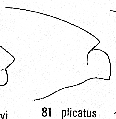 Philoctetes plicatus, T3 lateral