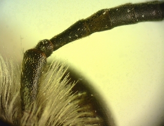Eucera rosae, female, antenna