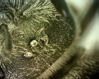 Halictus ligatus, female ocelli