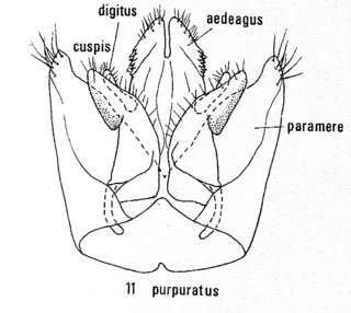 Pseudomalus purpuratus, male genitalia