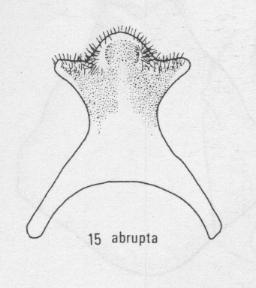 Anthophora abrupta, male, s7
