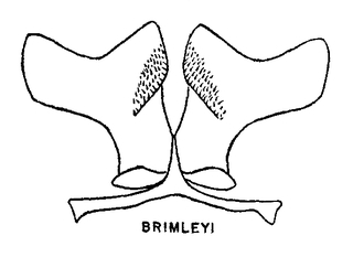 Colletes brimleyi, figure9c