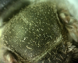 Halictus ligatus, female, scutum