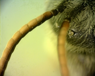 Halictus ligatus, male, ventral antennae