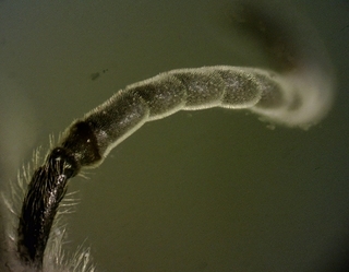 Lasioglossum fuscipenne, male, antenna