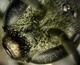 Lasioglossum fuscipenne, male, face, 