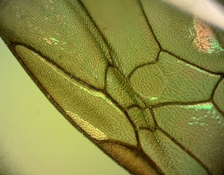 Lasioglossum fuscipenne, male, front wing