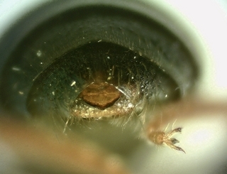 Lasioglossum fuscipenne, male, pygydial plate