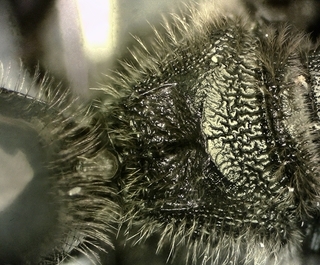 Lasioglossum fuscipenne, male, rear face propodeum