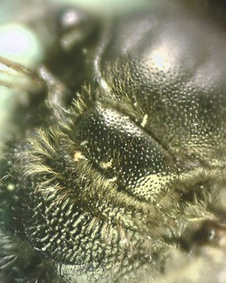 Lasioglossum fuscipenne, male, scutellum