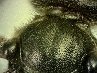 Lasioglossum fuscipenne, male, scutum pronotal collar