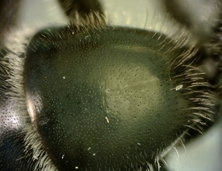 Lasioglossum fuscipenne, male, t1