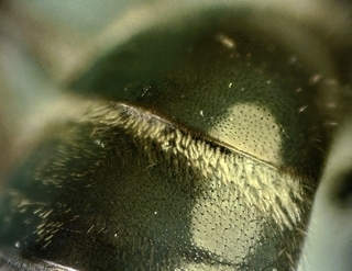 Lasioglossum fuscipenne, male, t2