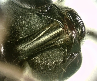 Lasioglossum fuscipenne, male hypostomal cavity