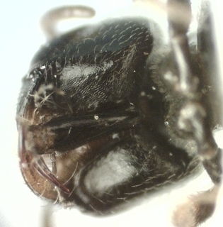 Lasioglossum lionotus, female, hypostomal area