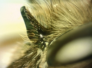 Osmia cornifrons, female, face horn
