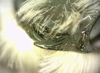 Osmia cornifrons, male, clypeus, mandible